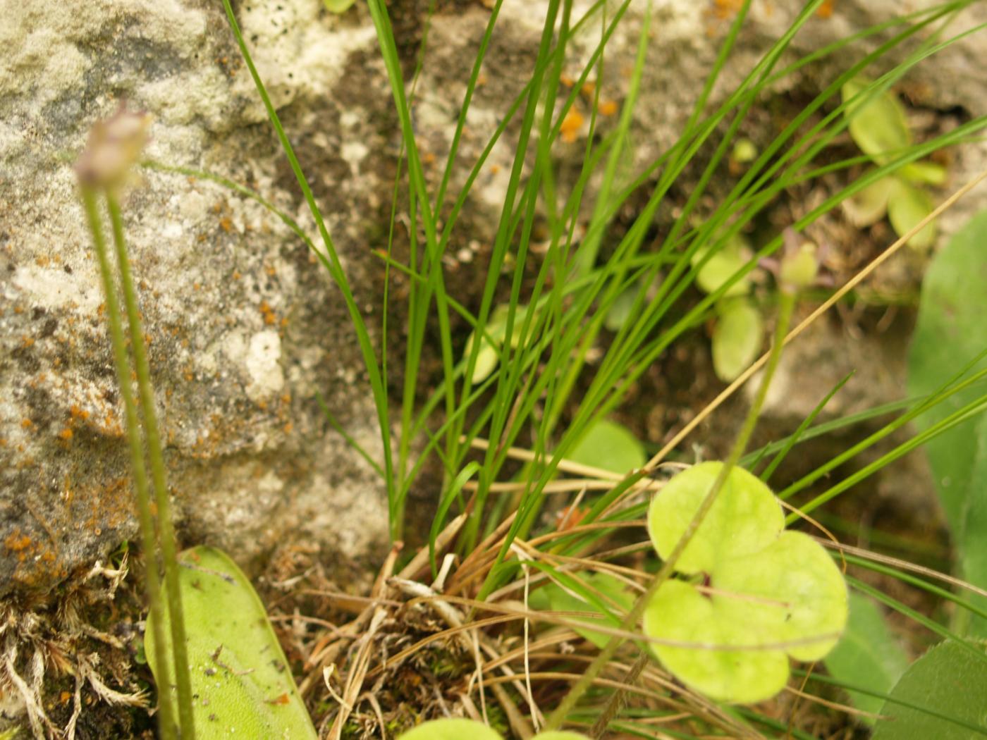 Sedge, Short-spiked leaf